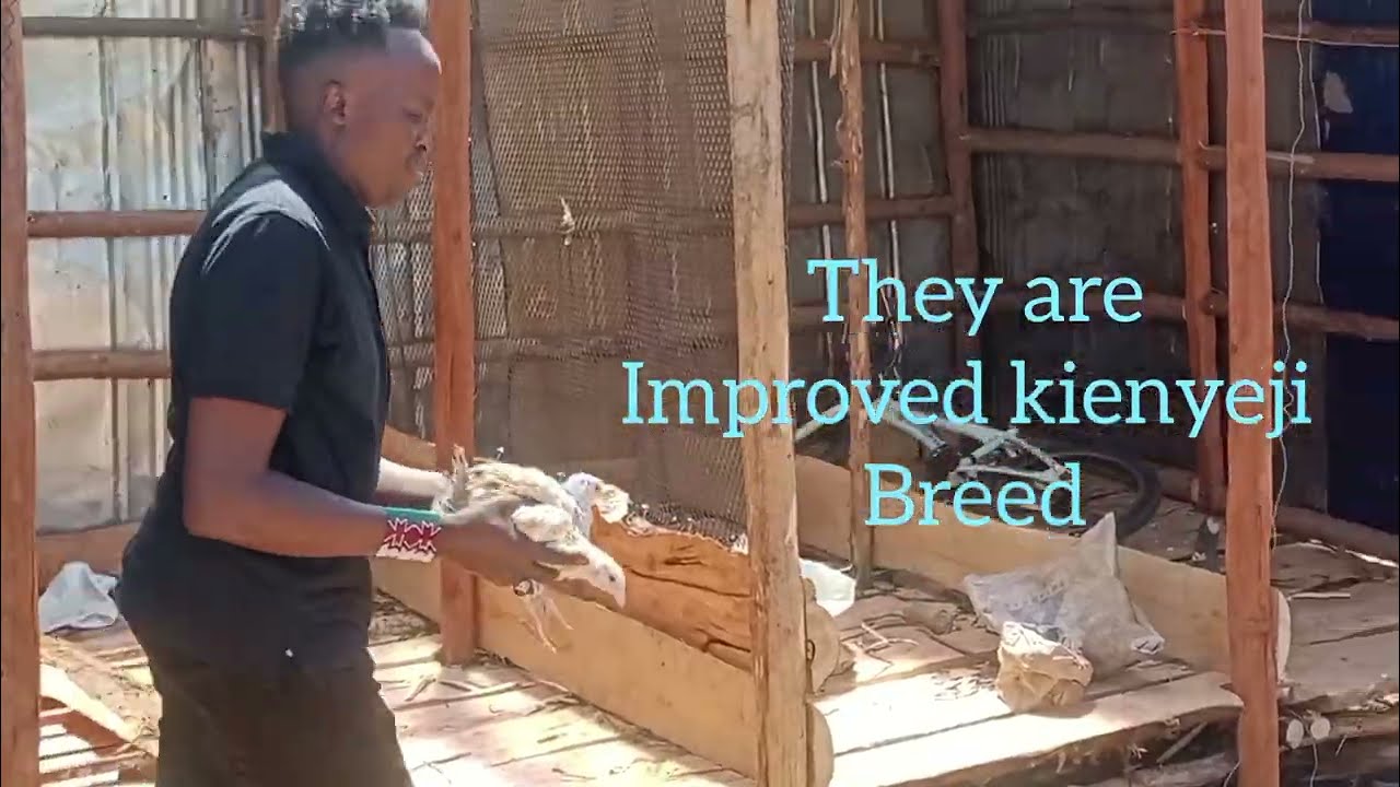 New chicks//new home complete //slow living//improved kienyeji 🤸🤸🤸#chickenfarmer