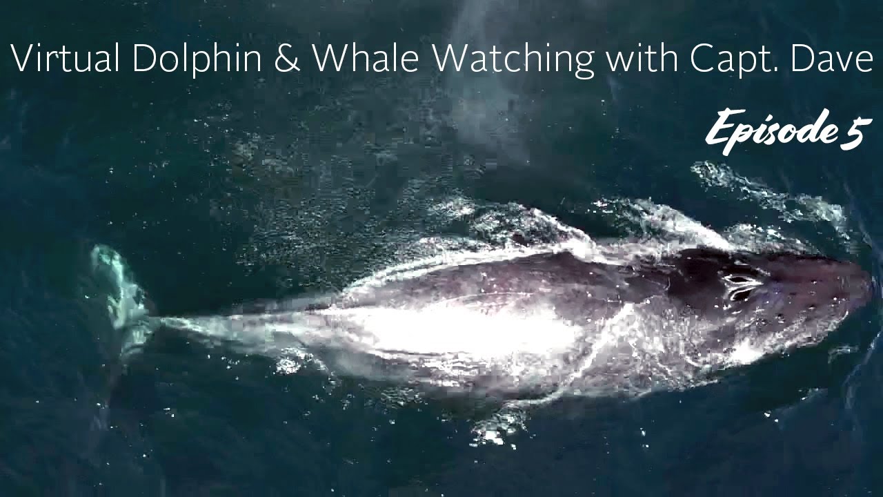 Virtual Dolphin & Whale Watching | Week 6 | Humpback Whale Twitch, Amazing Dolphins, Meet Capt Tom