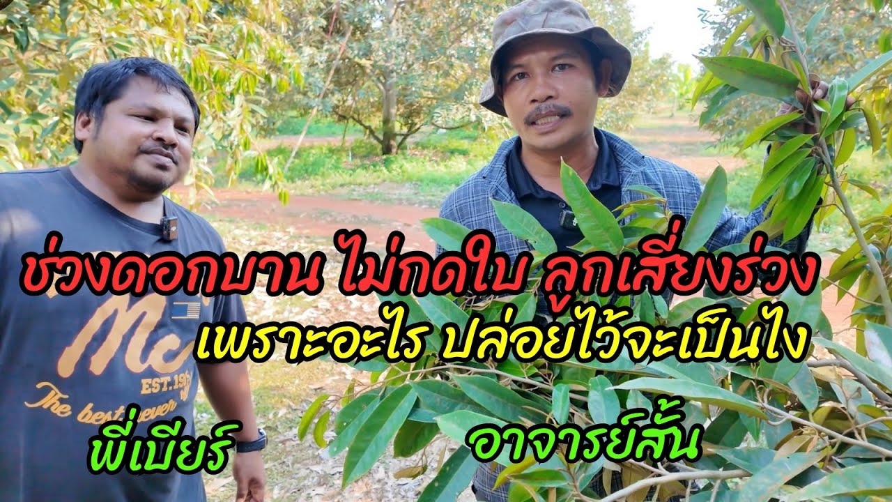 ช่วงดอกบาน ไม่กดใบไว้ ตอนนี้เป็นอย่างไร ลูกเสี่ยงร่วง เพราะอะไร ตอนทำอย่างไรต่อ | อาจารย์สั้น