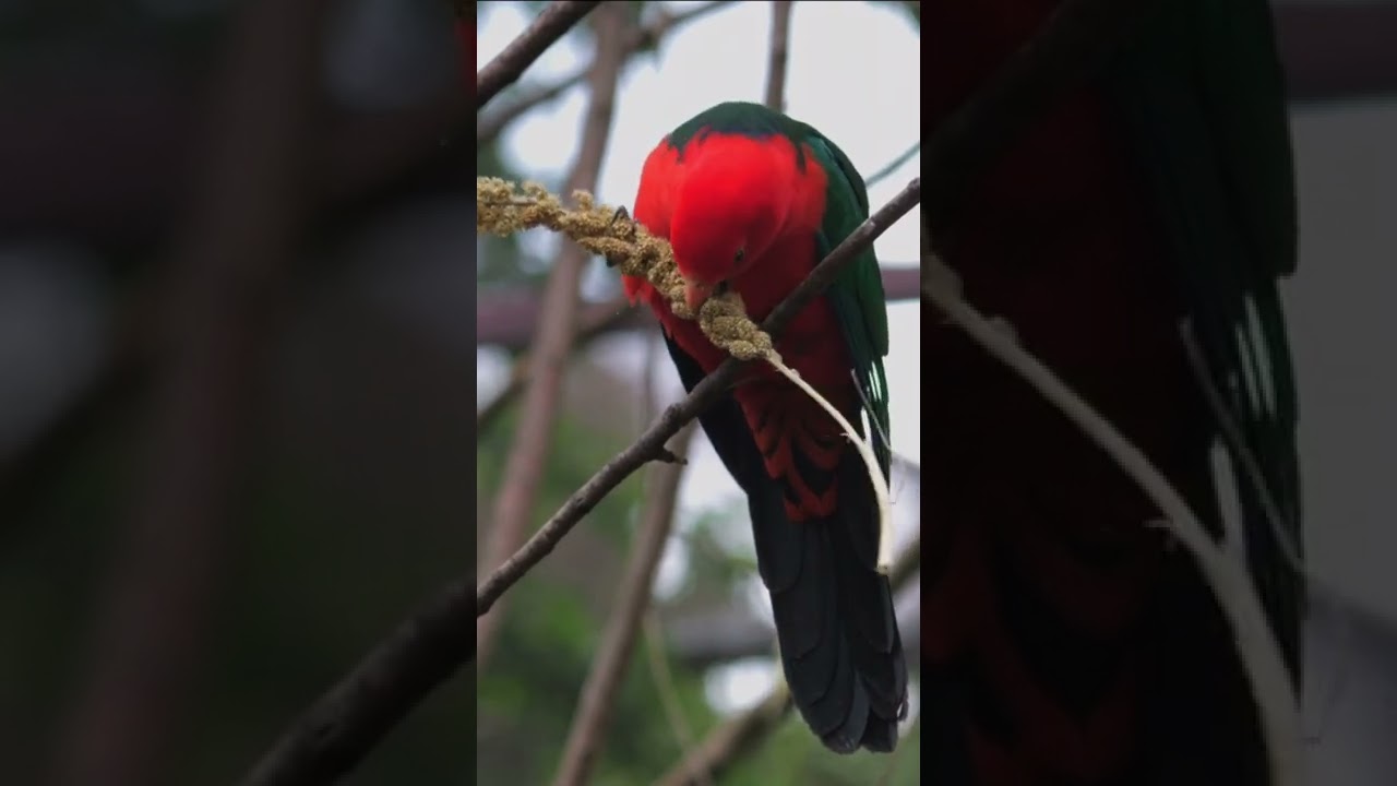 K&ouml;nigssittich| Alisterus scapularis | Australien King Parrot | Conservation Status LC