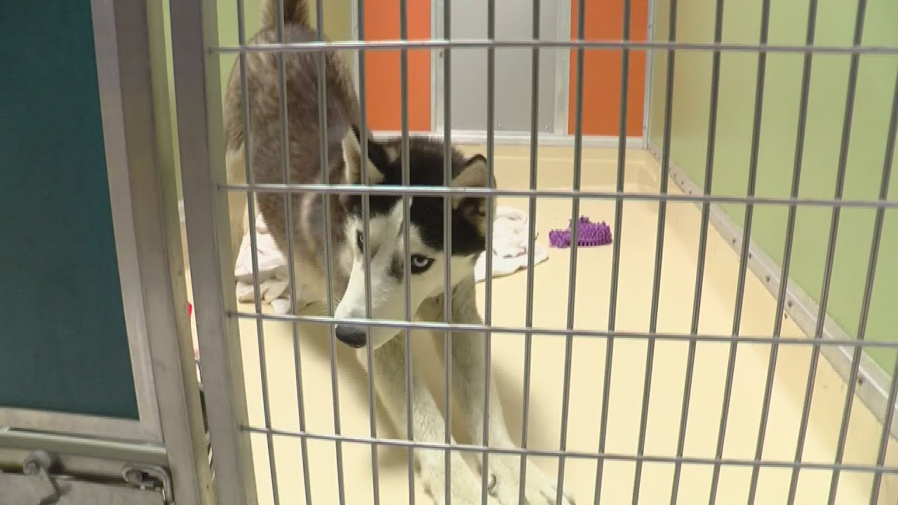 Shelters seeing uptick in abandoned Huskies