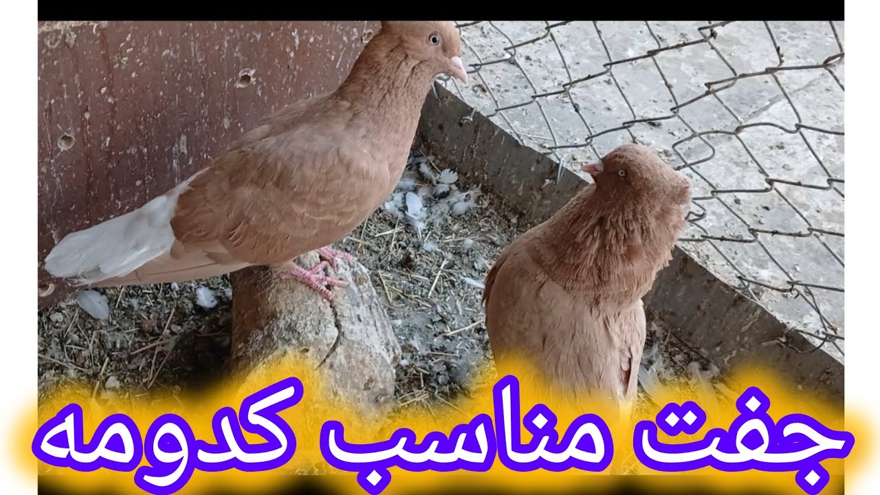 به نظرتون جفت مناسب برای هر رنگ کدومه
