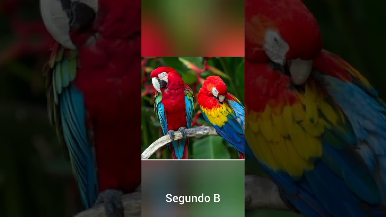 Danza de las Guacamayas, Guatemala :v
