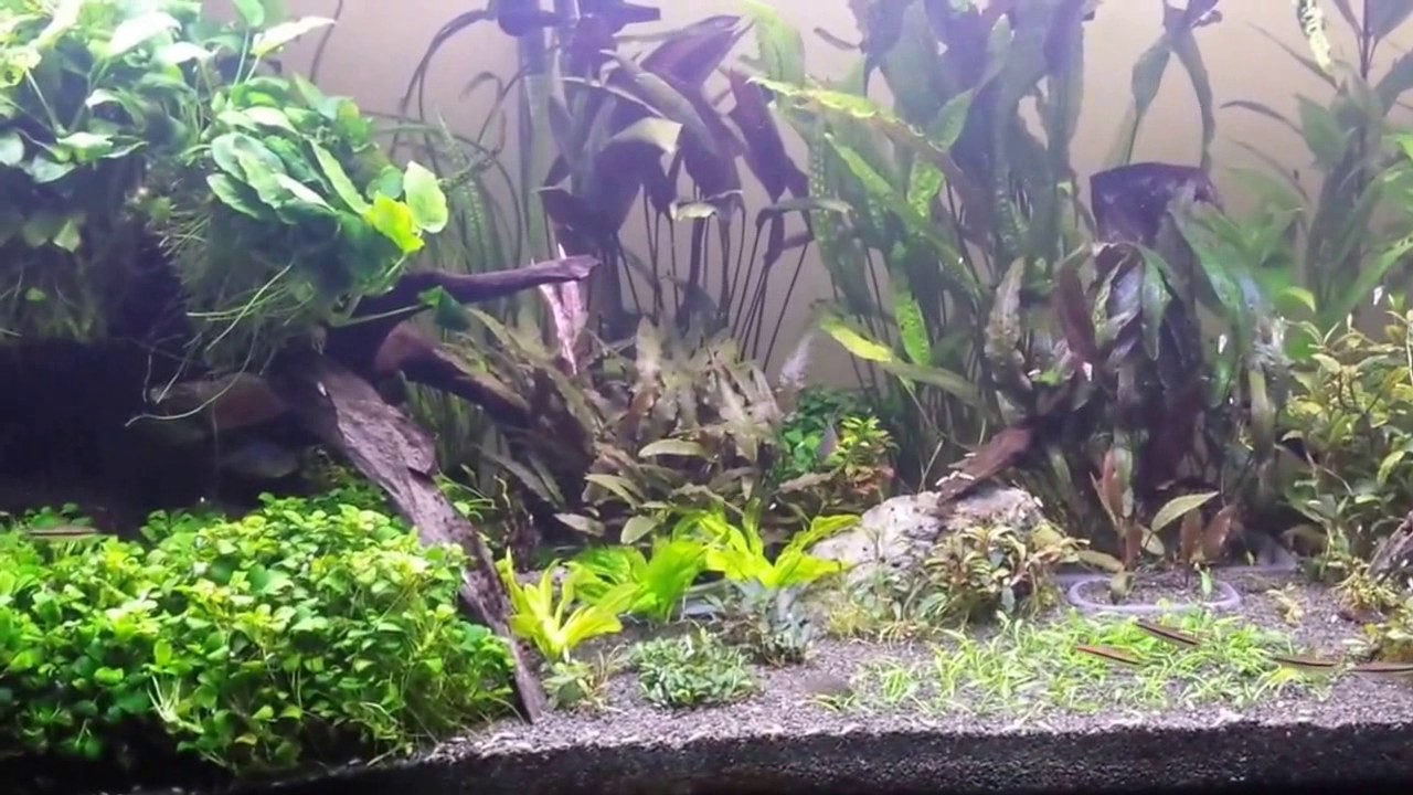 180g Planted Aquarium Feb 2017 gets Beamworks 72" DA180