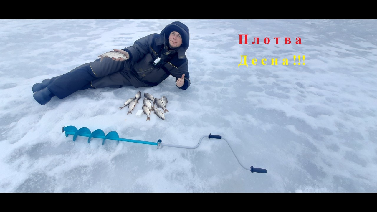 Раздача жирной Плотвы на Десне !!!#Хотяновка#Февраль 2026
