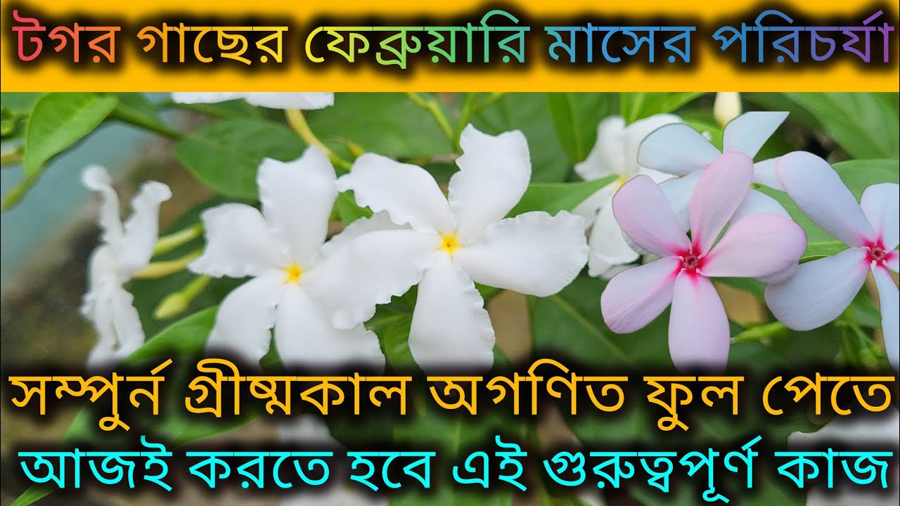 টগর গাছের ফেব্রুয়ারি মাসের পরিচর্যা/Tagor gacher porichorja/Tagar flower plant care in February.