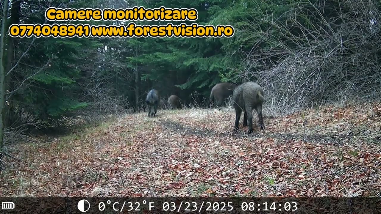Ce animale trec prin fața camerelor timp de 2 luni? ForestVision alpha 4G in acțiune !