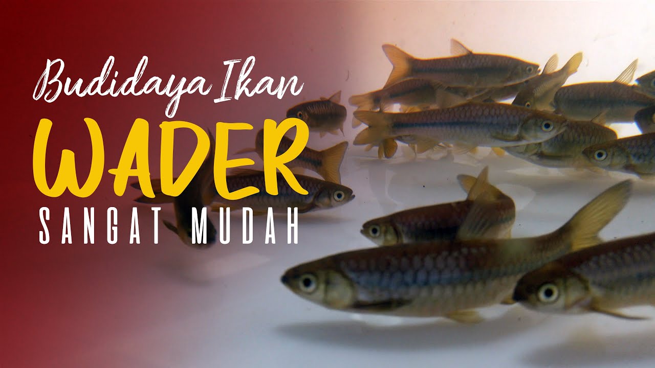 #budidaya #ikan #wader Sangat Mudah