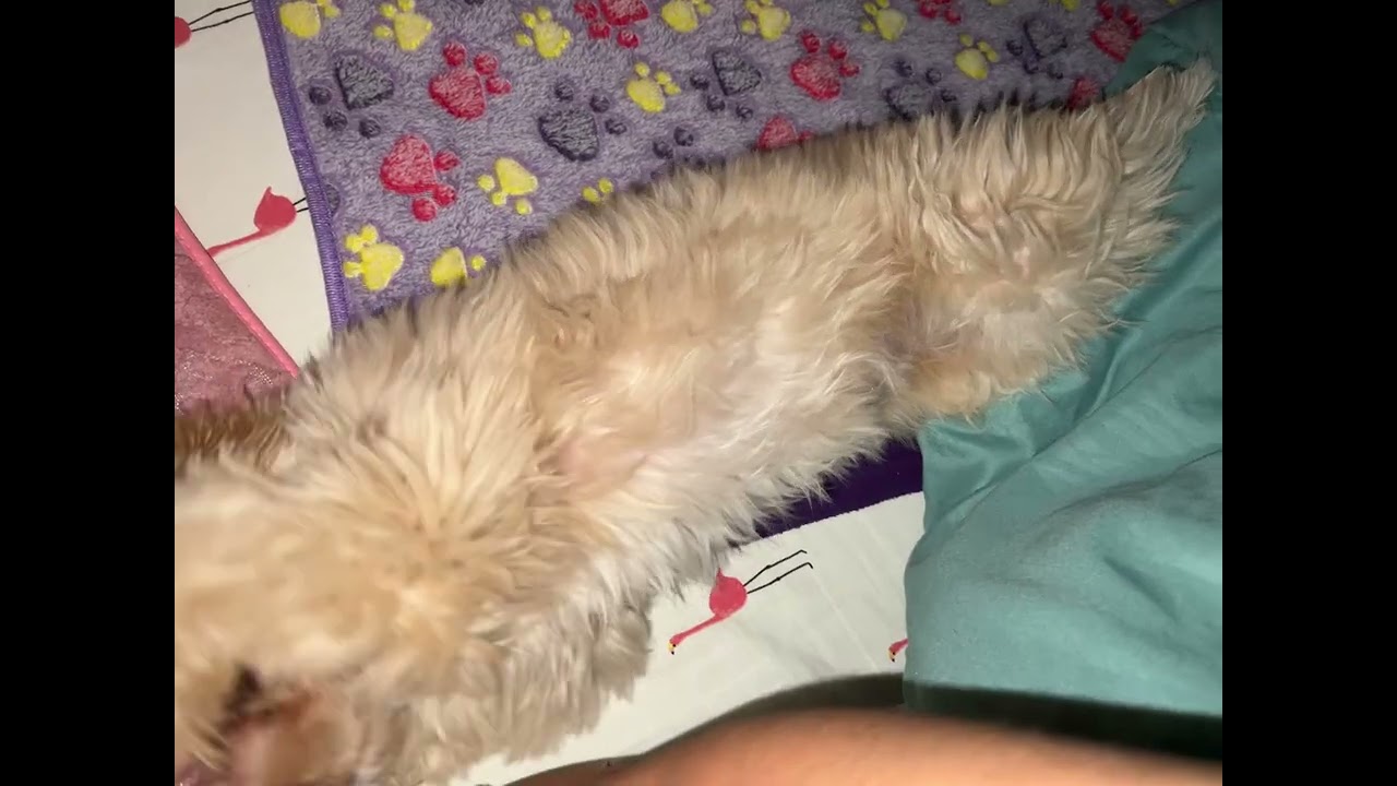 Madaling araw na gumising para maglaro lang🥴😩😅🐶🐾🥱