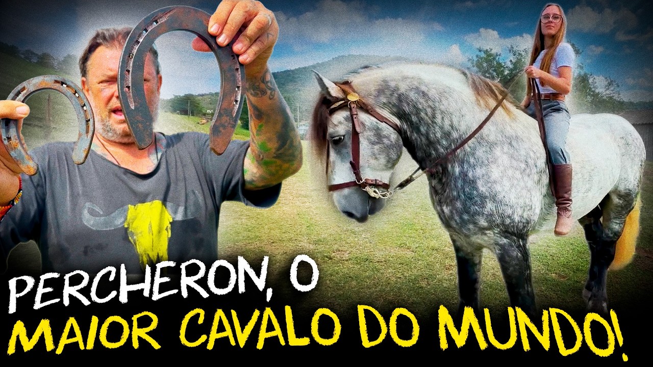 FOMOS BUSCAR O MAIOR CAVALO DO MUNDO, O PERCHERON!