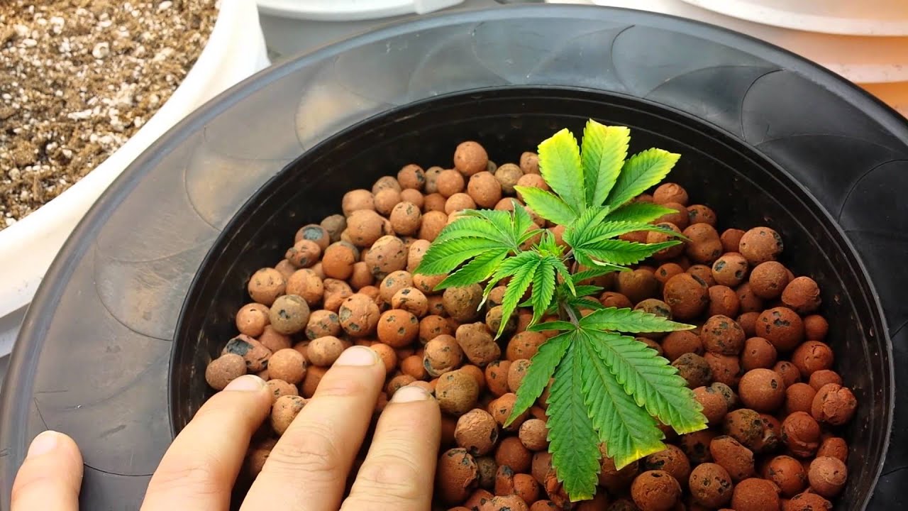 Alien OG