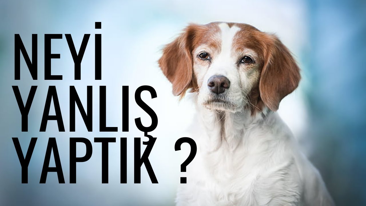 Kedi ve Köpeklerde Aşı-Parazit Ne Zaman Uygulanmalı ?