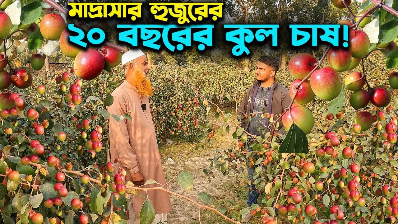 মাদ্রাসা শিক্ষকের ২০ বছরের কুল চাষে লাখপতি | Ep-1026