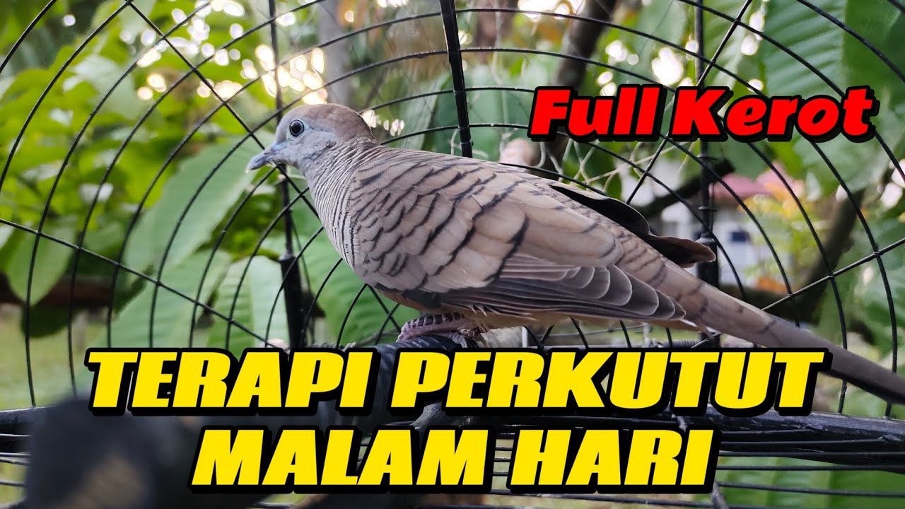 RUTINKAN‼️Terapi perkutut malam hari | menaikkan mental dan birahi perkutut