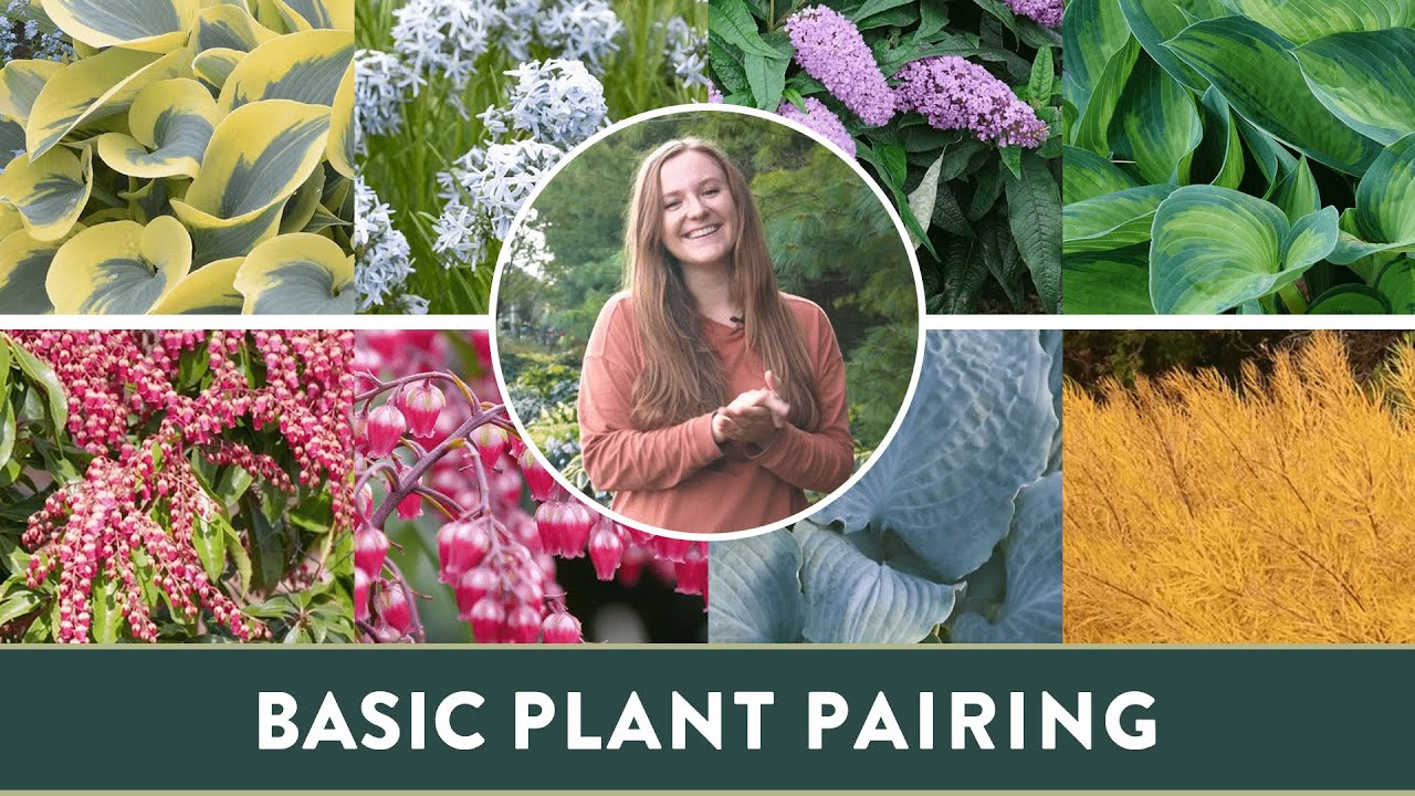 How Can You Pair Plants To Make Gardening Easier And Prettier Too? | Plant Pairing Guide