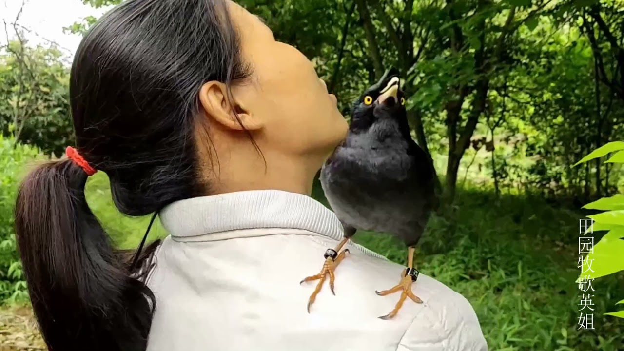 主人对八哥鸟说不要它了，它疯狂说话还赶紧报自己的名字，真搞笑