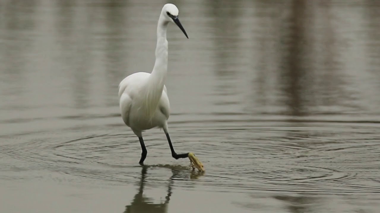 Aigrette garzette en p&ecirc;che