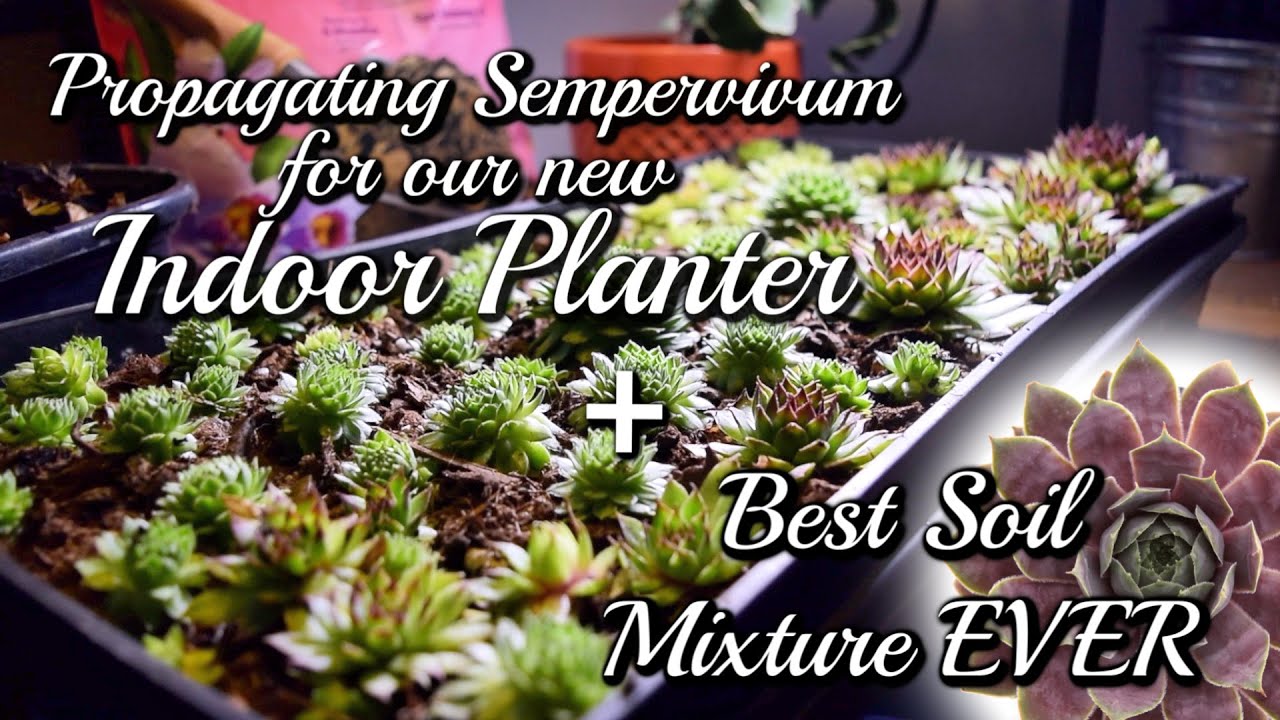 Propagating Over 60 Sempervivum for our new Indoor Planter! HOW TO + CARE TIPS