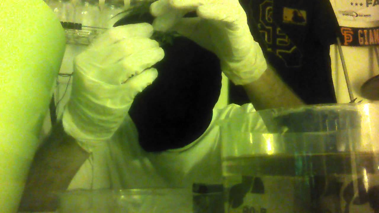 Cannabis cloning with CaliGrowKid