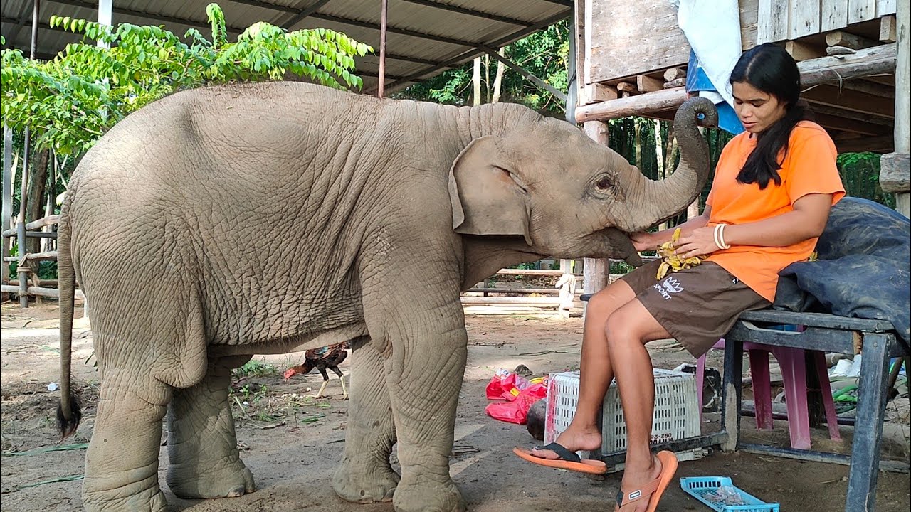 ใบบุญออกมาได้..เกิดอะไรขึ้น???สนุกมากEp31/7/64