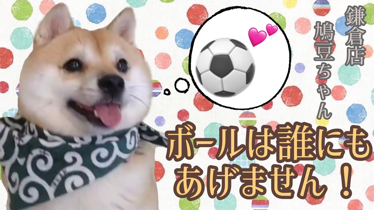 【豆柴】鎌倉店・鳩豆ちゃんのボールであそぼう！