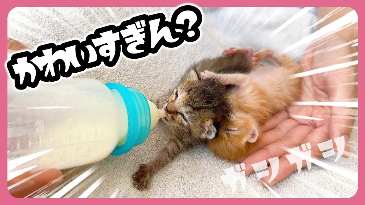 【芸術的にかわいい子猫】あっちの世界にいってしまった目をするくらい眠気をがまんしている子猫がこちら【保護猫生活7日目】