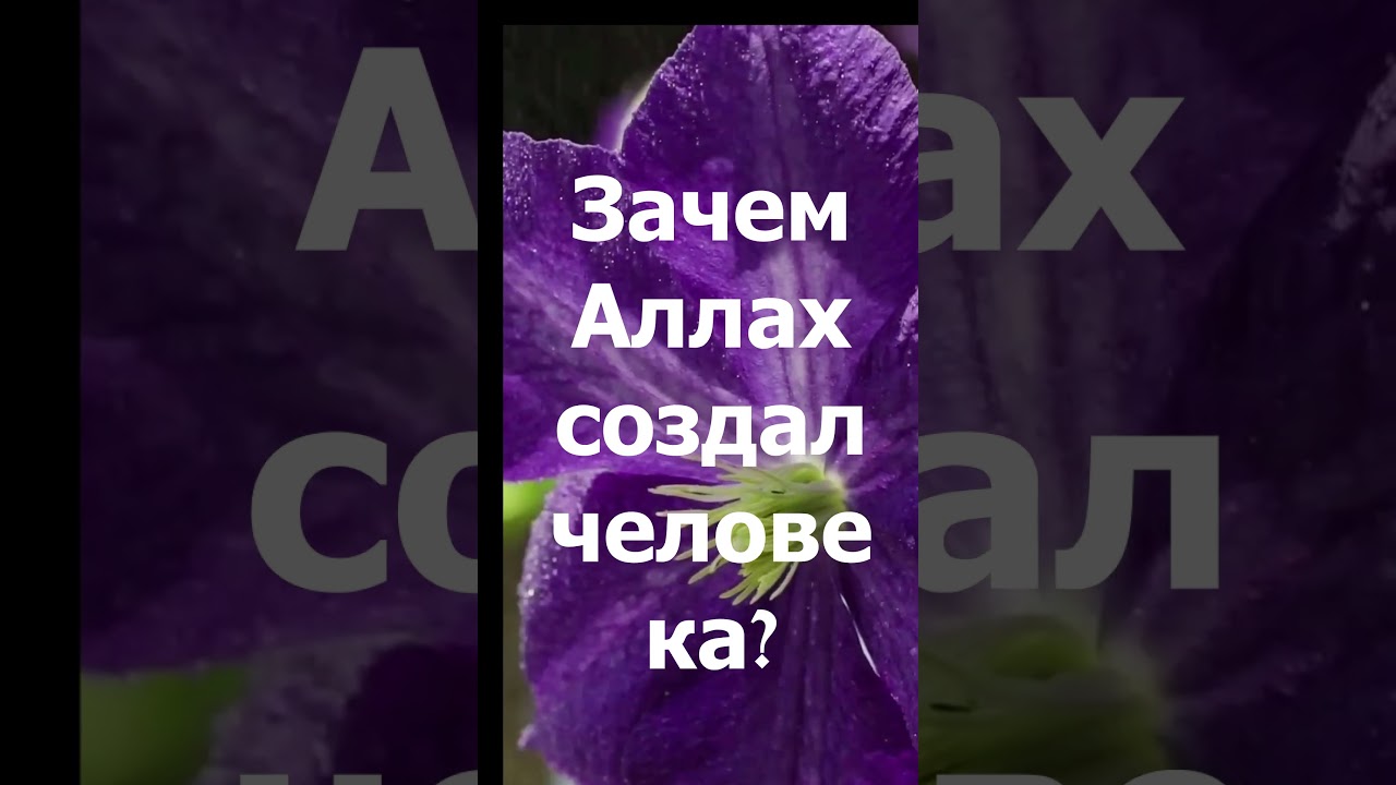 Зачем Аллах создал человека #Ислам #РисалеНур #Коран #Маарифат #Ибадат #Тафаккур #Таква   #Аллах