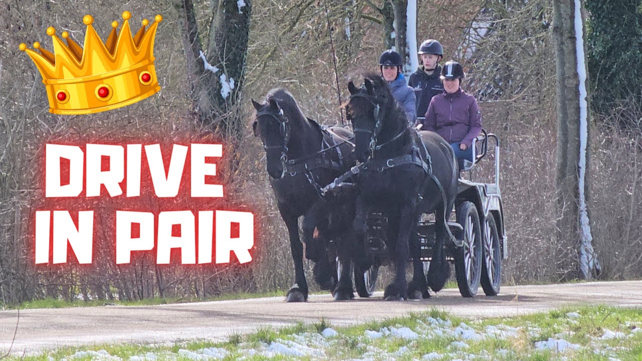 Drive in pair outside with my horses Queen👑Uniek & Reintje! 😍 | Friesian Horses