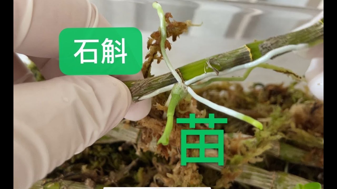 【20006】石斛老茎新生的小苗，上盆//静姐说花215