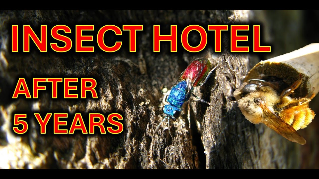 Insect hotel after 5 years