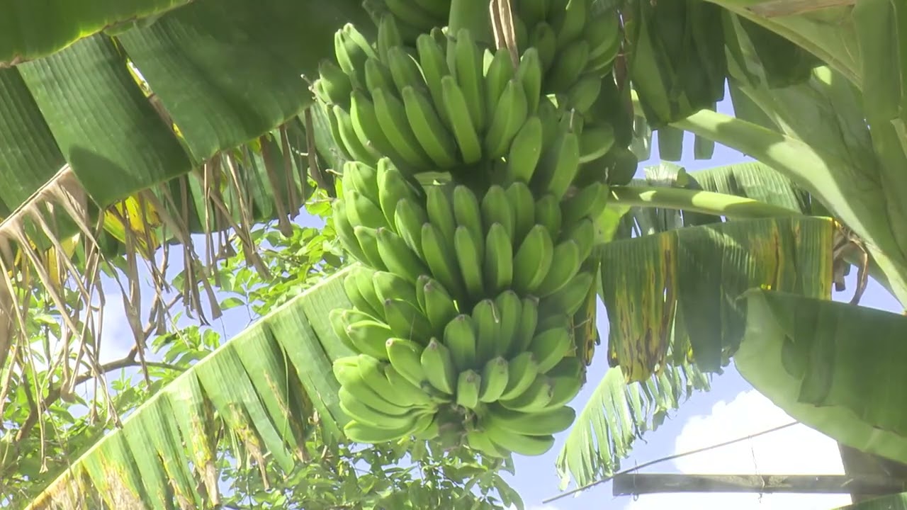 Innovador proyecto productivo garantiza la alimentación de su masa animal en la Unidad 