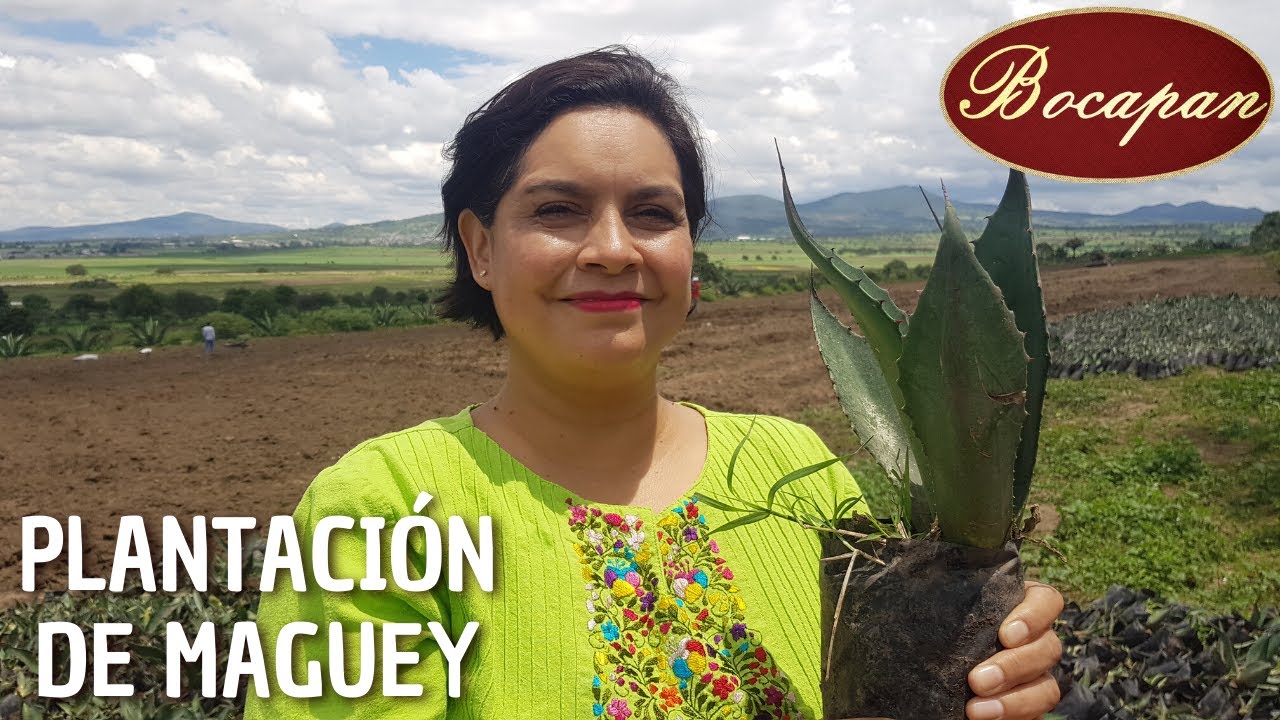 🌵 Un día plantando maguey | 🔴Bocapan