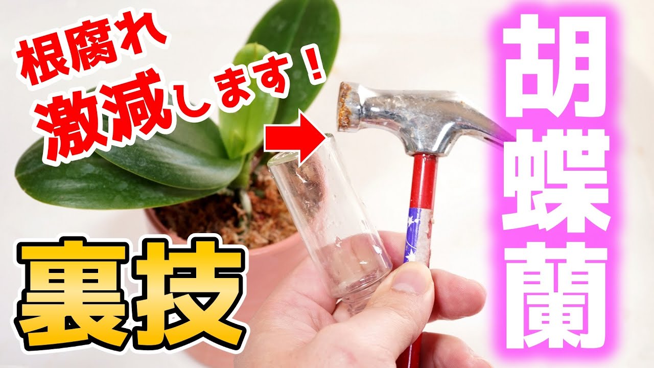 【知らなきゃ損】根腐れ防止！胡蝶蘭の植え替えのコツを公開♪【観葉植物レスキュー】【洋蘭の育て方】