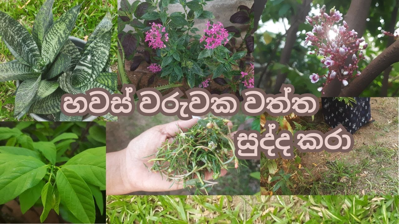 හවස් වරුවක වත්ත සුද්ද කරා | දවසේ වැඩ ටික ඉවර වුණාම හිතට දැනෙන්නෙ පුදුම සැහැල්ලුවක්
