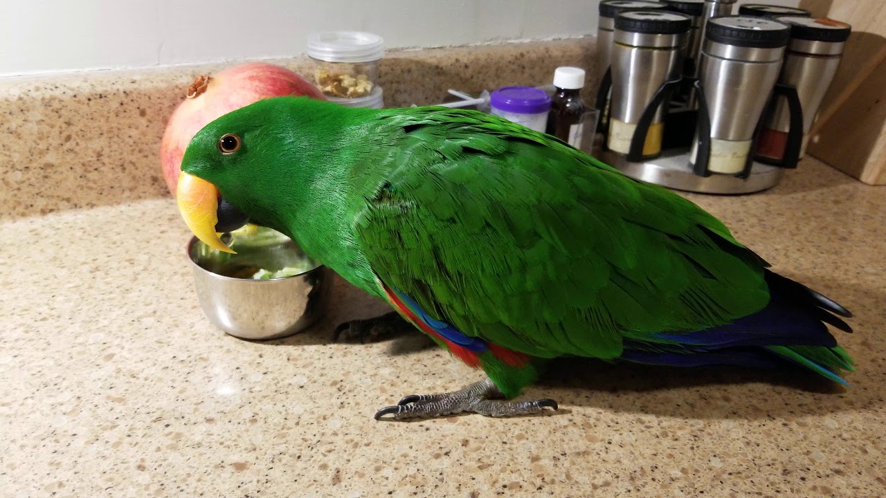 Jasper the Eclectus Parrot Plays with his Food