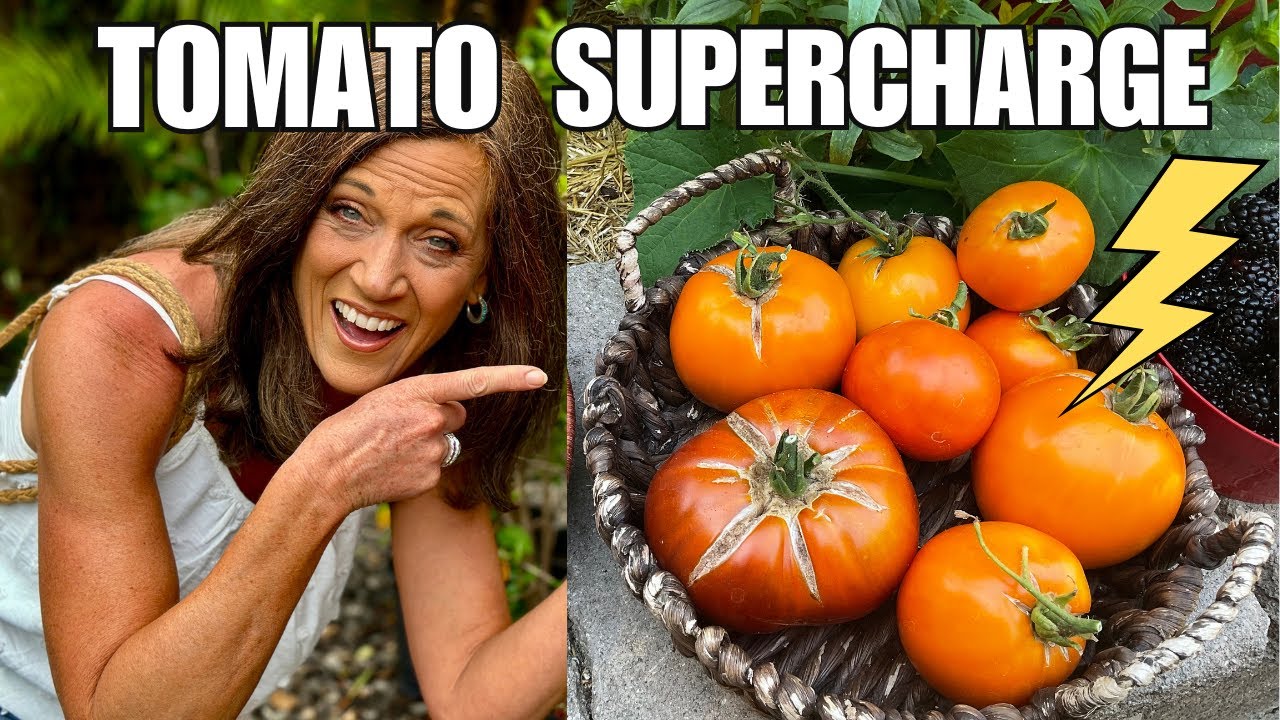 How to Supercharge Tomatoes in Containers-Fast & Furious