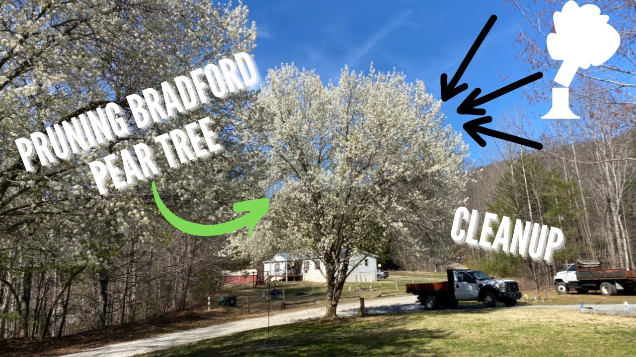 pruning Bradford pear tree / Tree service