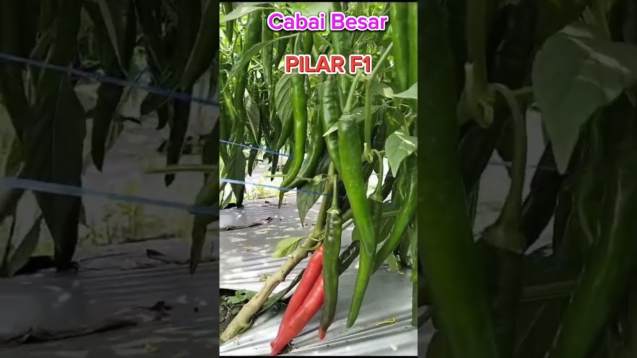 Cabai Besar PILAR F1 #short  #shorts