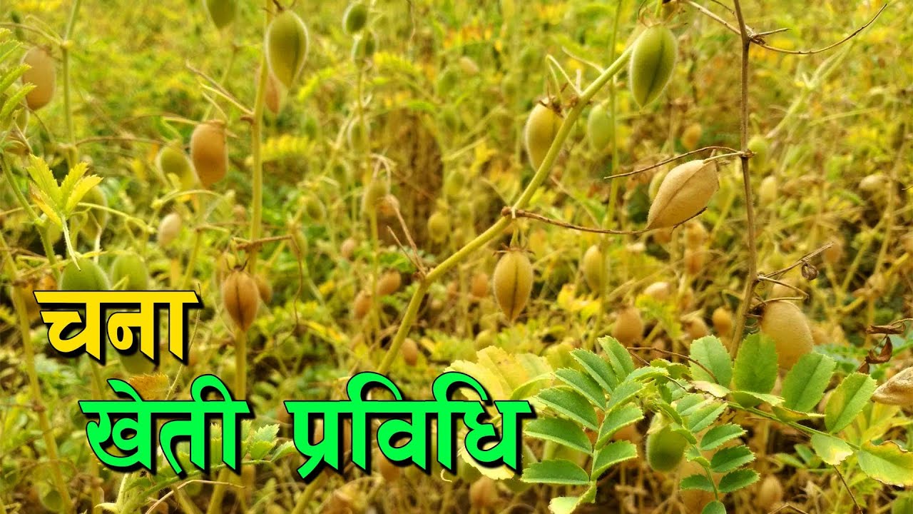 चनाको सरल खेती प्रविधि सिकौं || Chana Kheti in Nepal ||