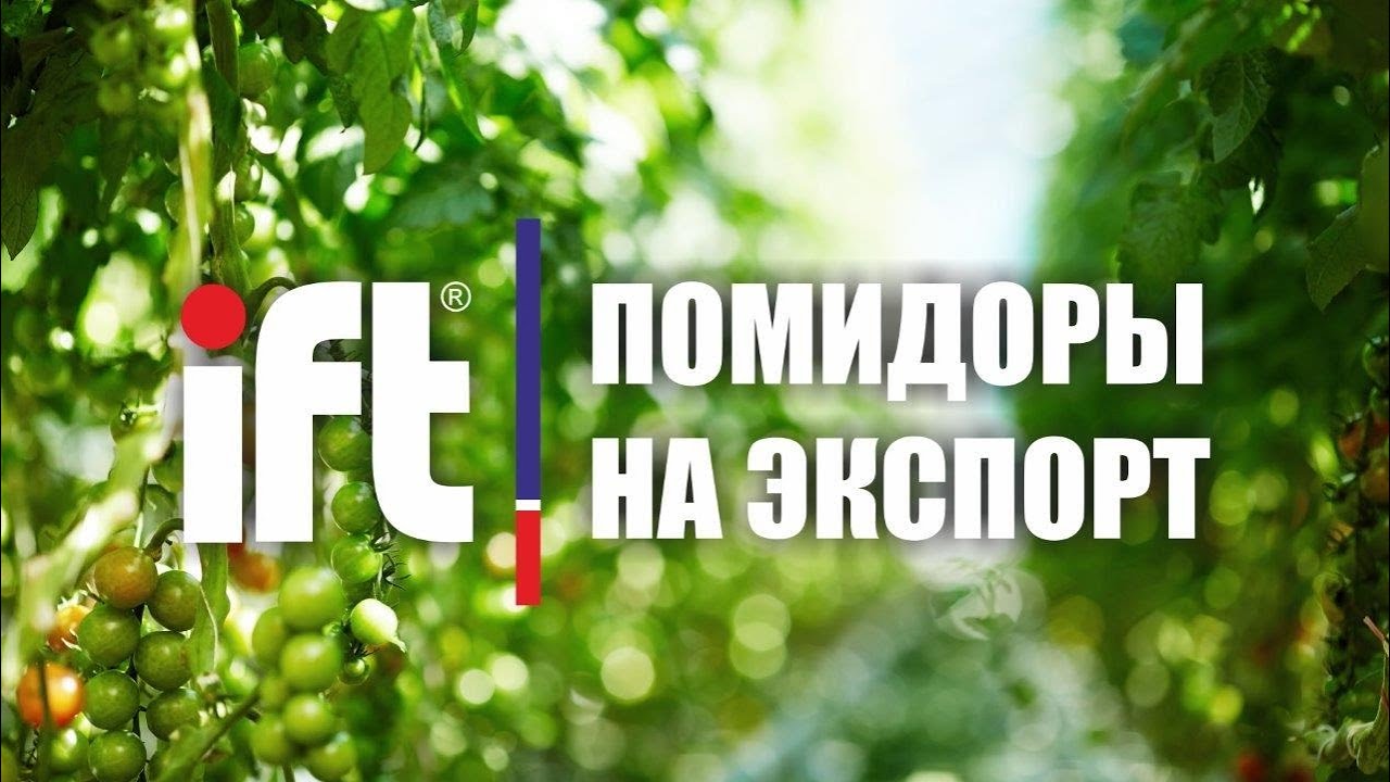 600 тонн помидоров с гектара в современных теплицах от Европейских производителей!