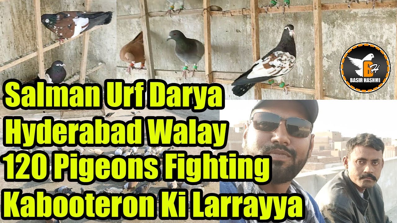 Salman Urf Darya Hyderabad Se | 120 Gola Pigeons Fighting | Kabooteron Ki Larrayya | Basir Hashmi