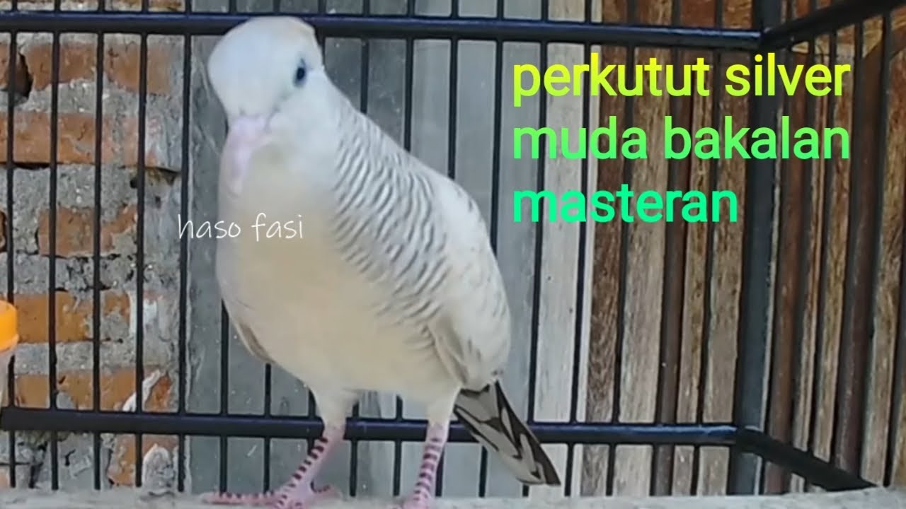 Suara perkutut lokal silver masih muda untuk bakalan masteran