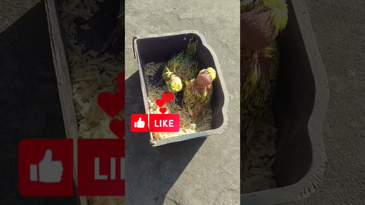 feather plucking in birds treatment/love bird feather plucking solution/baby budgie feather plucking