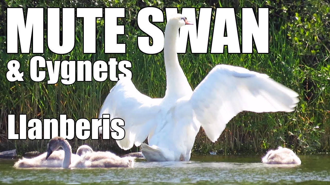Mute Swan and Cygnets at Pont Pen-y-llyn in Llanberis, North Wales (Including VERY Close Encounter)