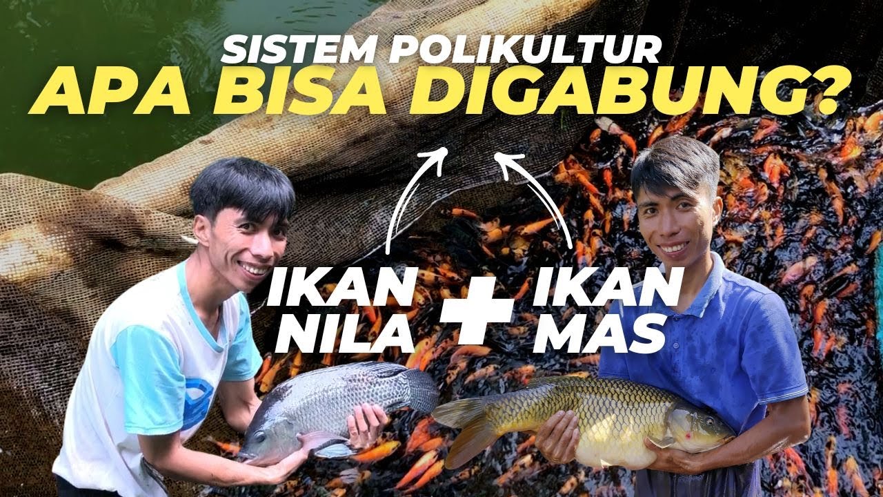 Apa Bisa Ikan Nila Dipelihara Dengan Ikan Mas Dalam 1 Kolam?