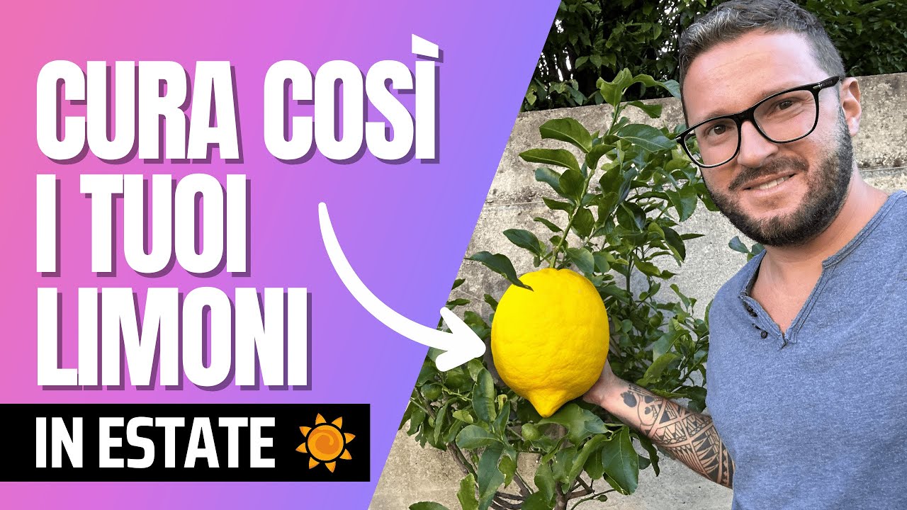 COLTIVARE PIANTA DI LIMONE IN ESTATE - COSA SAPERE