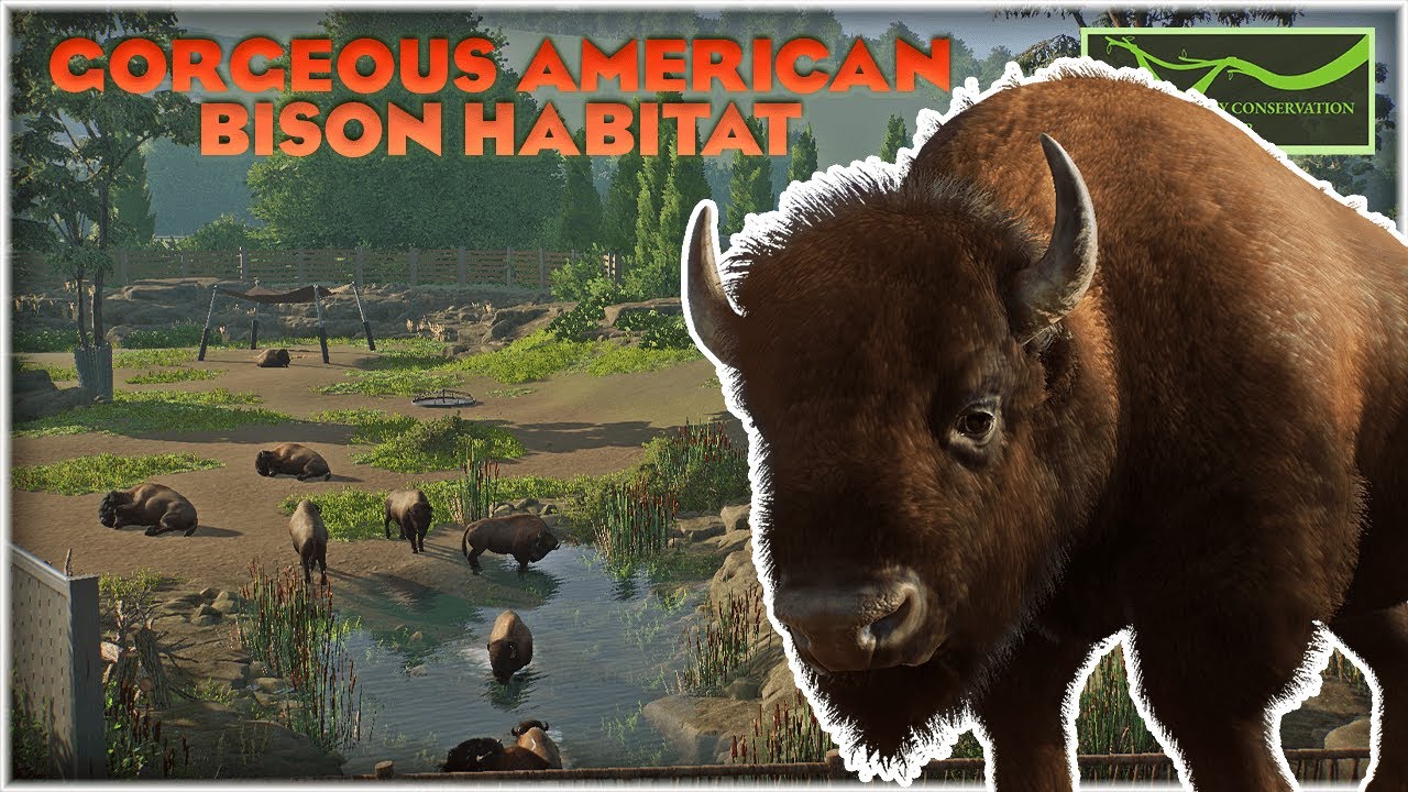 Beautiful American Bison Habitat | City Conservation Center