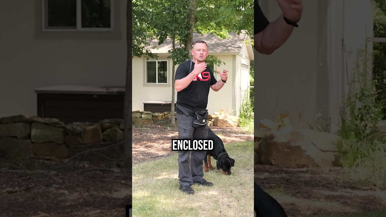 Supercharge Your Dog&rsquo;s Recall in Minutes: Simple Training Tips!