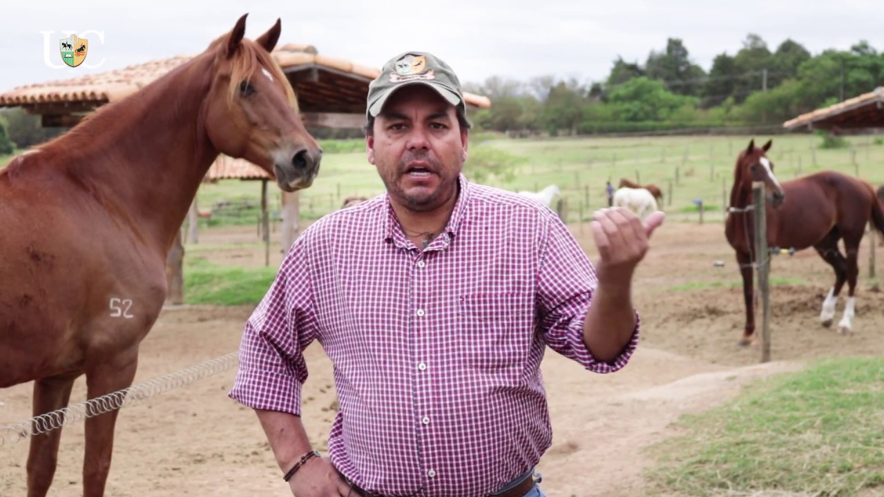 TV UC - A hora da ração para os cavalos