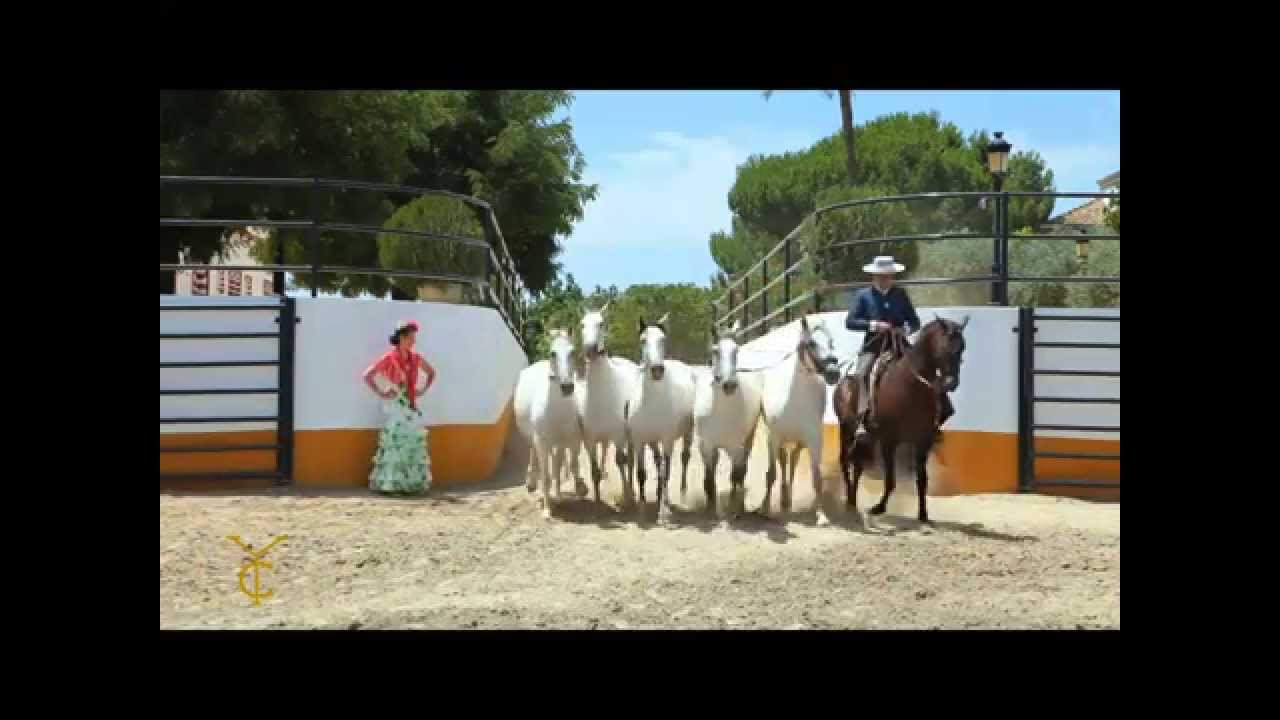 Yeguada Carrión. Hacienda San Felipe. Gerena (Sevilla) www.caballoscartujanos.com